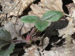 Fragaria orientalis