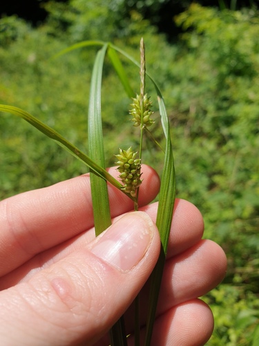 Carex aphanolepis iNat (3)