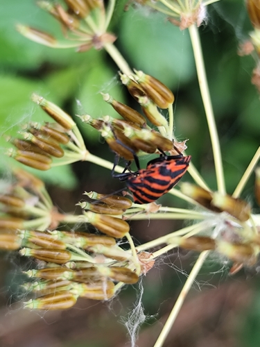 Continental Striped Shield Bug