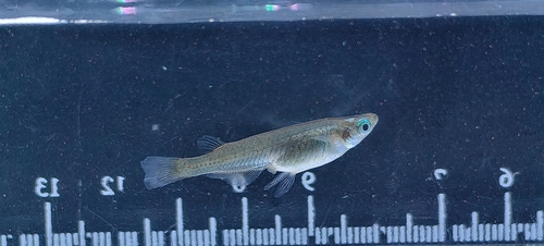 Chinese Rice Fish