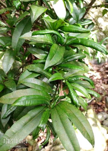Calophyllum membranaceum observed 2026-05-31
