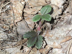 Fragaria orientalis