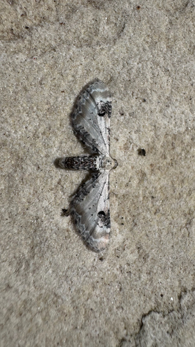 Lime-speck Pug
