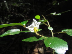 Solanum corifolium