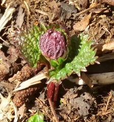 Urtica platyphylla