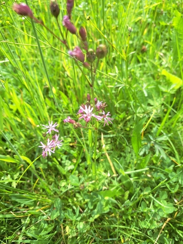 ragged-robin
