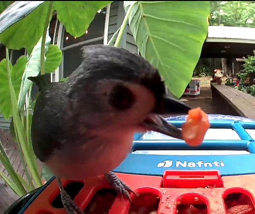 Tufted Titmouse