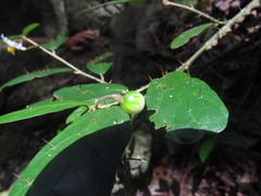 Solanum corifolium