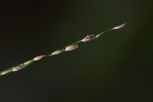 Digitaria radicosa iNat (1)