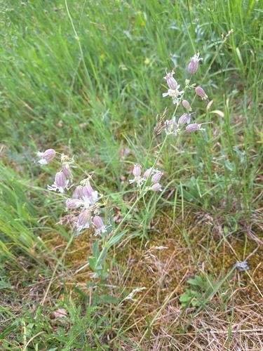 bladder campion