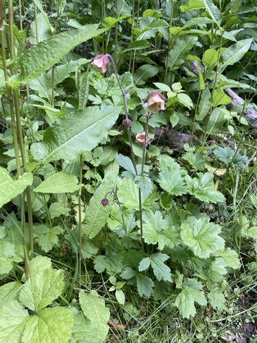 Water Avens