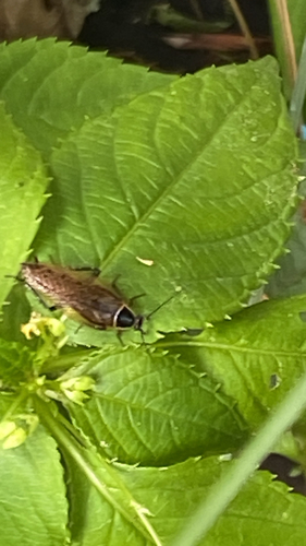Forest Cockroach