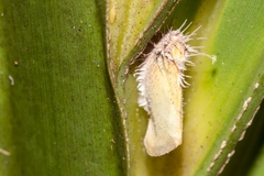 Hirsutella citriformis