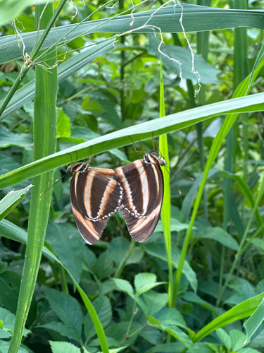 Banded Orange Heliconian