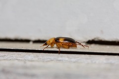 Phyllotocus bimaculatus