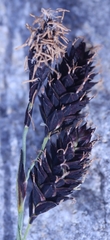 Carex atrofusca