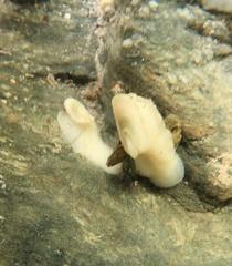 Macroschisma productum