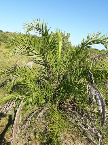 Reclining Date Palm