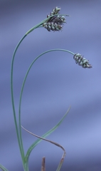 Carex bicolor