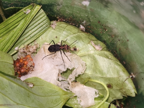 Cylindera delavayi
