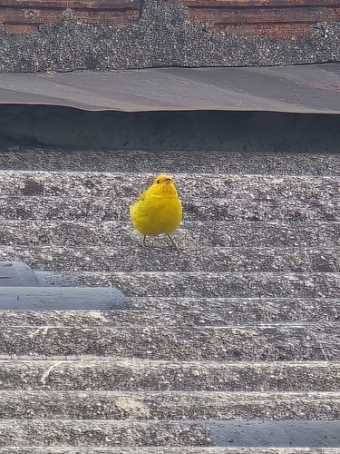 Saffron Finch
