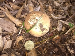 Verrucosporaceae
