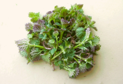 Urtica platyphylla