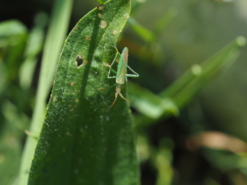 Grass bug