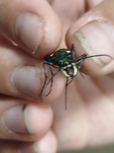 East Asian Tiger Beetle