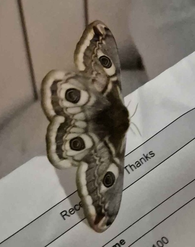Small Emperor Moth