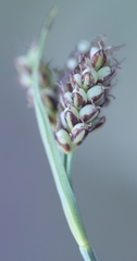 Carex bicolor