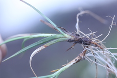Carex bicolor