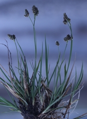 Carex bicolor