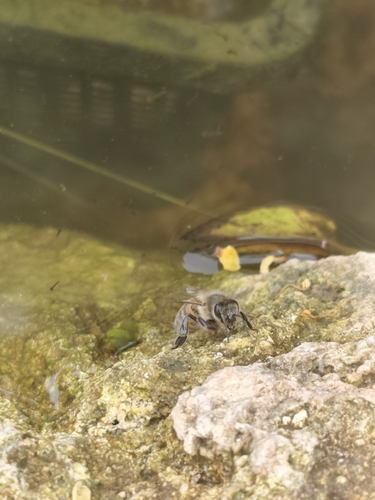 Western Honey Bee