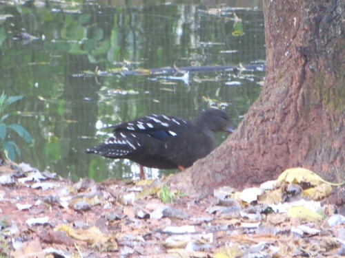 iNaturalist image