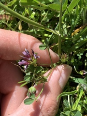 Trifolium variegatum variegatum