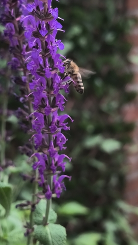 Western Honey Bee