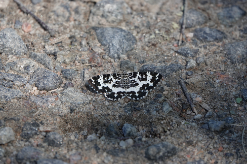 Spear-marked Black Moth
