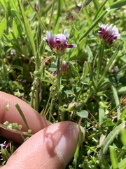 Trifolium variegatum variegatum
