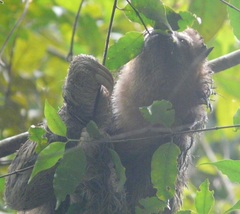 Bradypus tridactylus