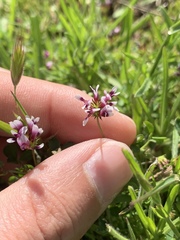 Trifolium variegatum variegatum