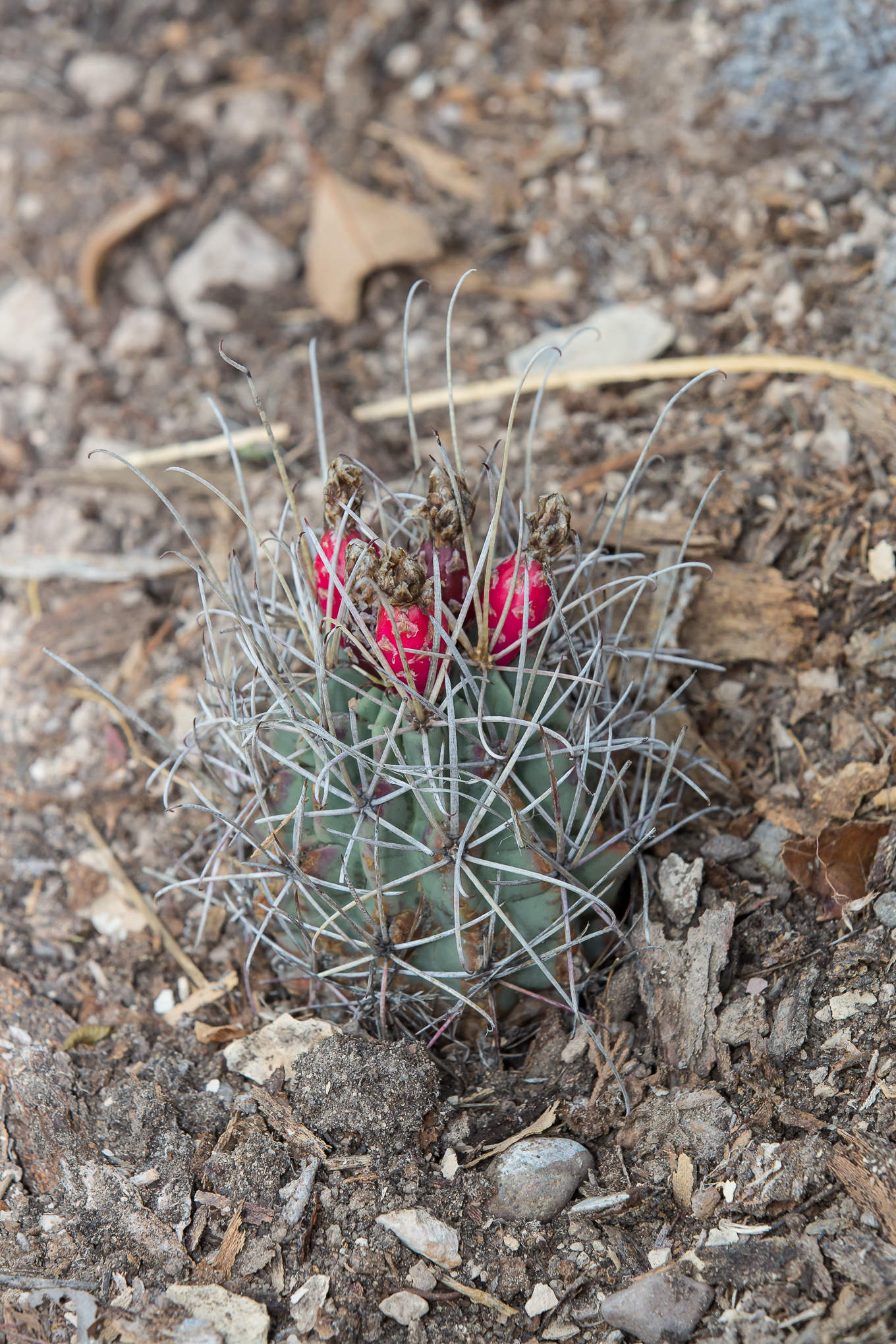 Fish Hook Cactus (Plants of Baja) · iNaturalist