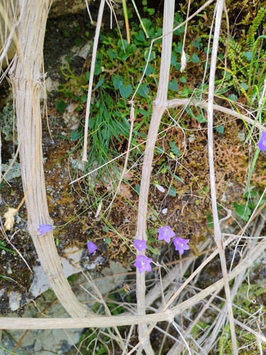 Campanula carnica, photograph 3