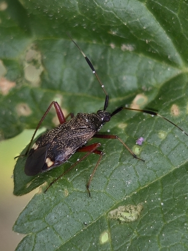 Closterotomus biclavatus