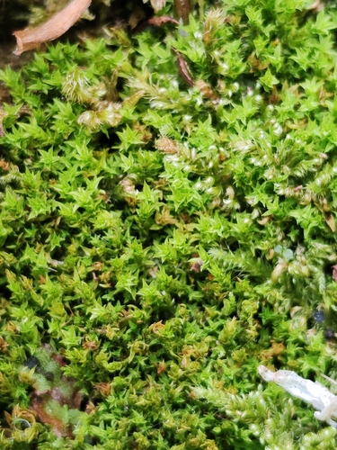 Hydrogonium croceum observed 2026-05-31