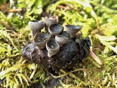 Piceomphale bulgarioides