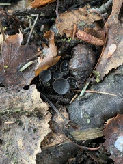 Piceomphale bulgarioides