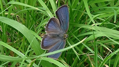 Purple hairstreak
