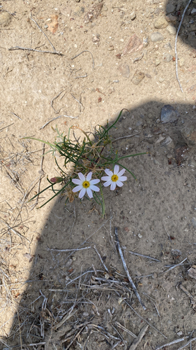 Hole-in-the-sand Plant