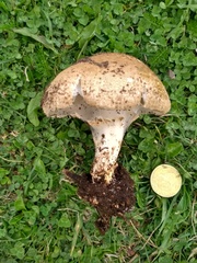 Verrucosporaceae